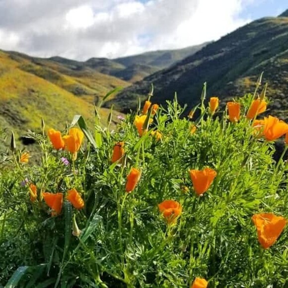 wildpoppies_